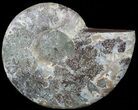 Agatized Ammonite Fossil (Half) #56325-1